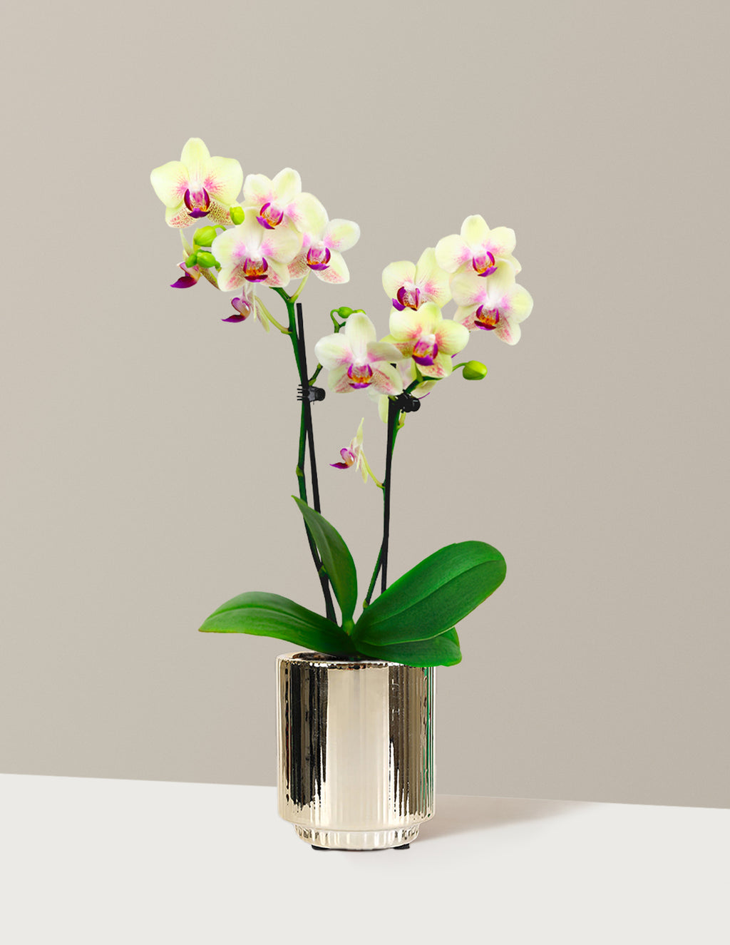 Mini Orchid
