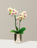 Mini Orchid