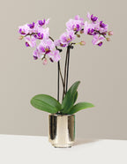 Mini Orchid