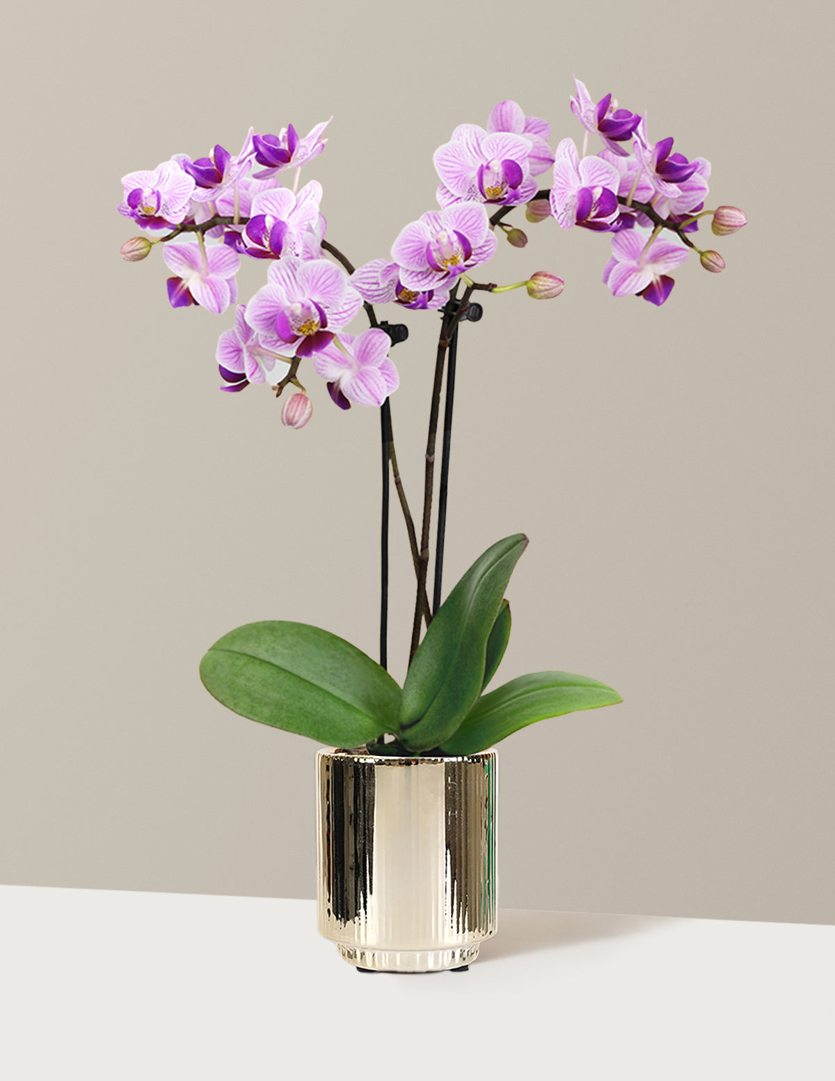 Mini Orchid
