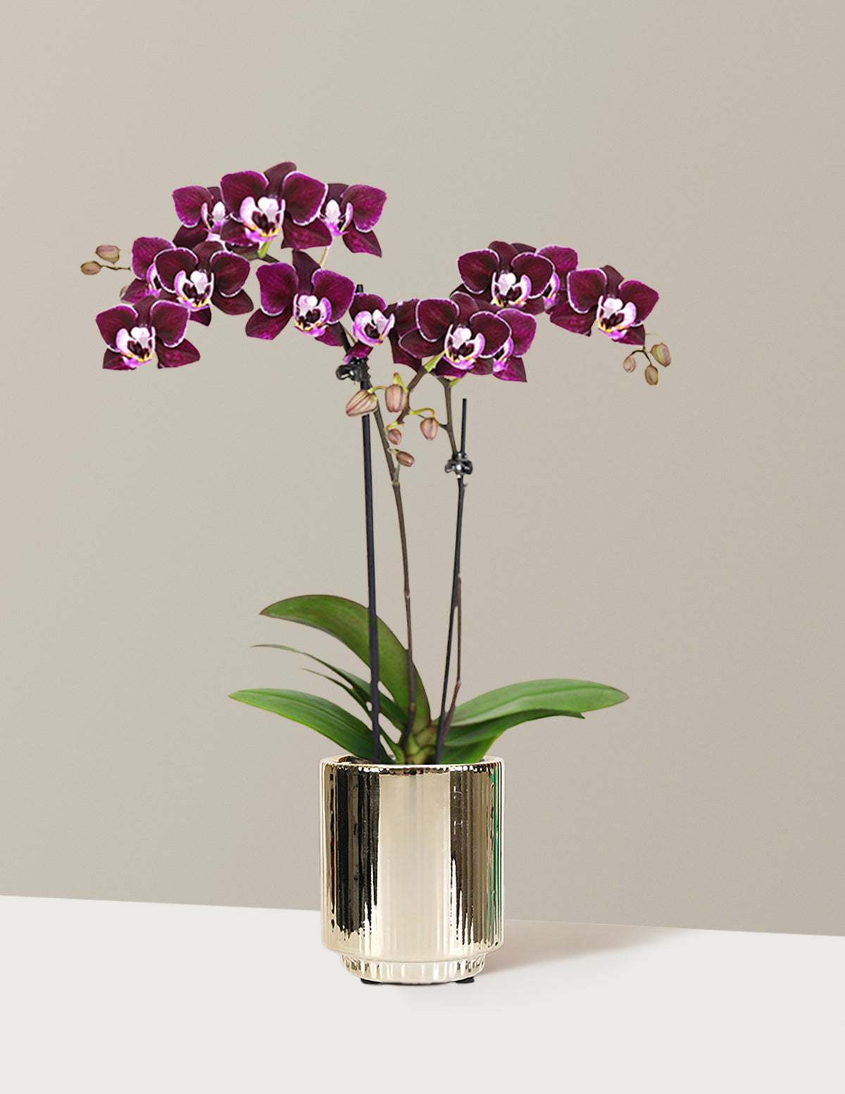 Mini Orchid