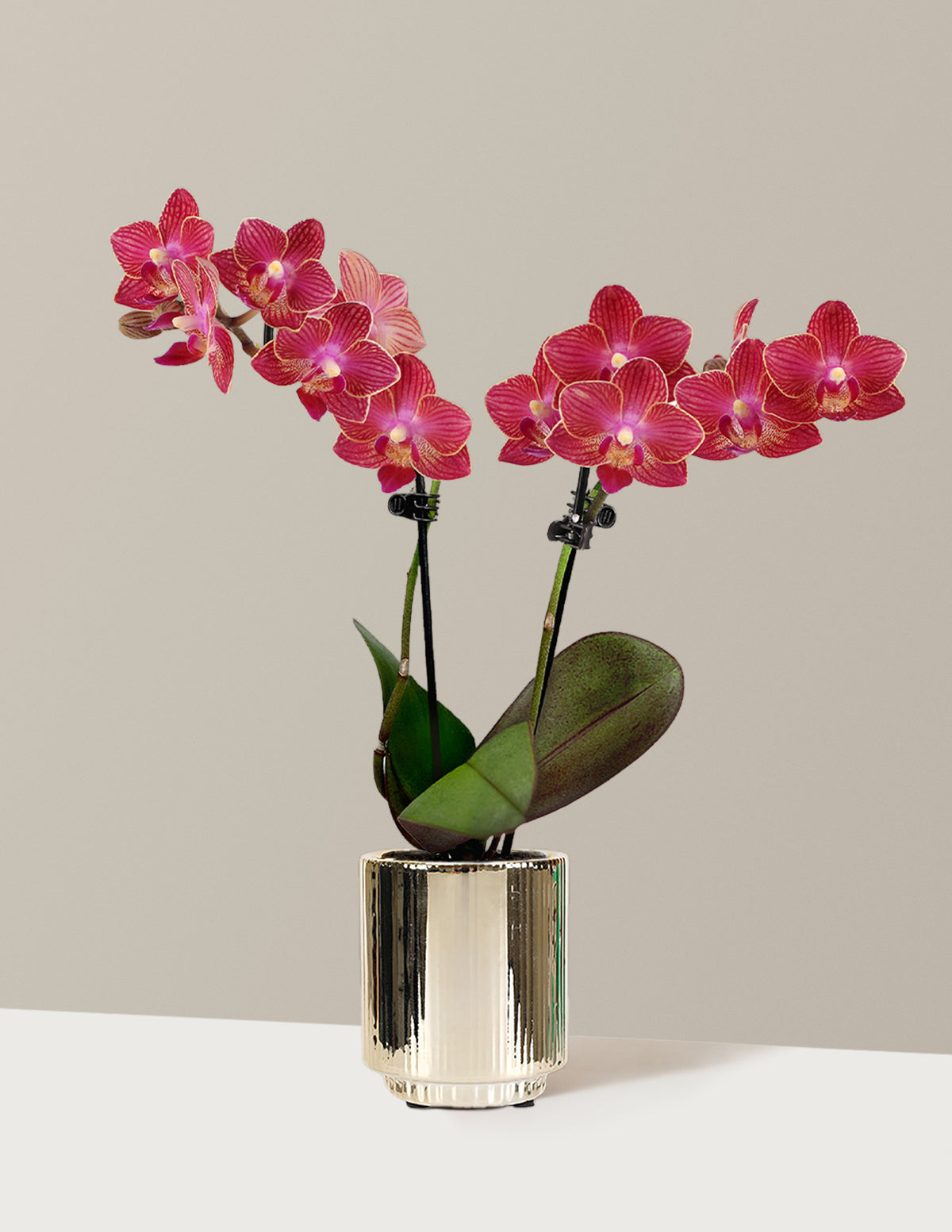 files/the-sill_Mini_Orchid_Red_Mini_Gala_Gold_variant.jpg