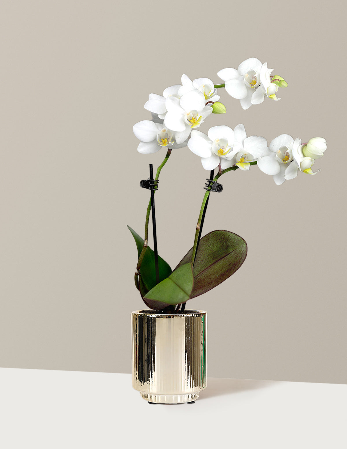 Mini Orchid