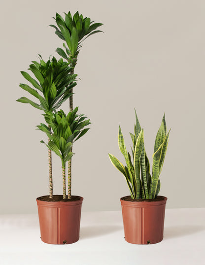 two plants in one pot Modern Office Duo | Indoor Houseplants