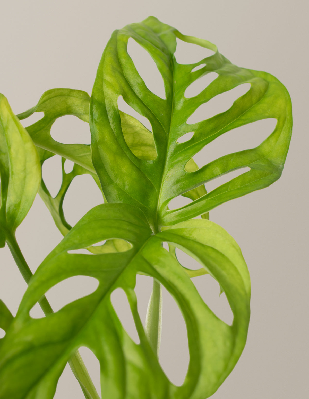 monstera adansonii health benefits Monstera Adansonii