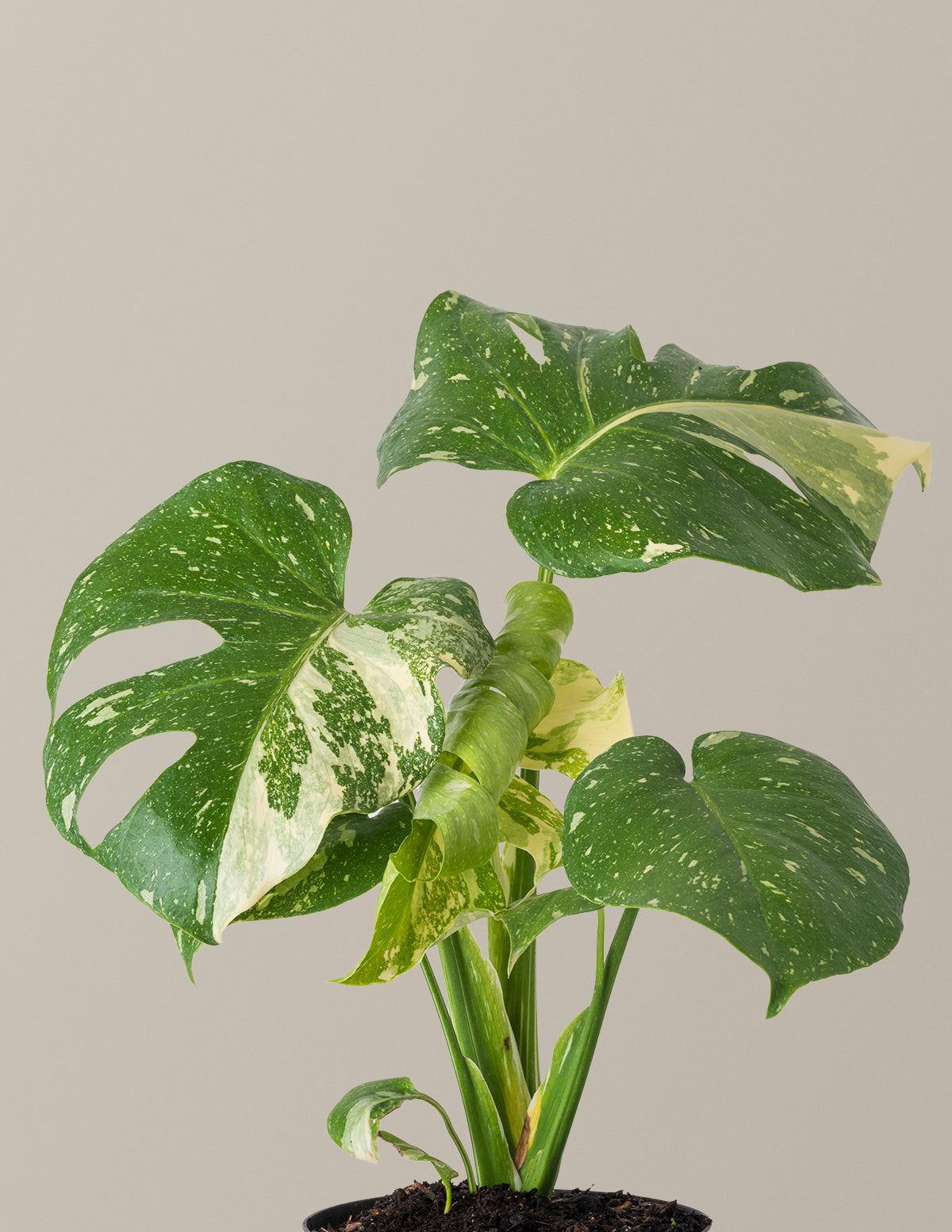 monstera thai Monstera Thai Constellation Houseplant with Planter - Large (2'-3' tall) Cement Grey Planter