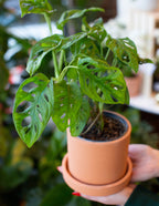 Monstera Adansonii