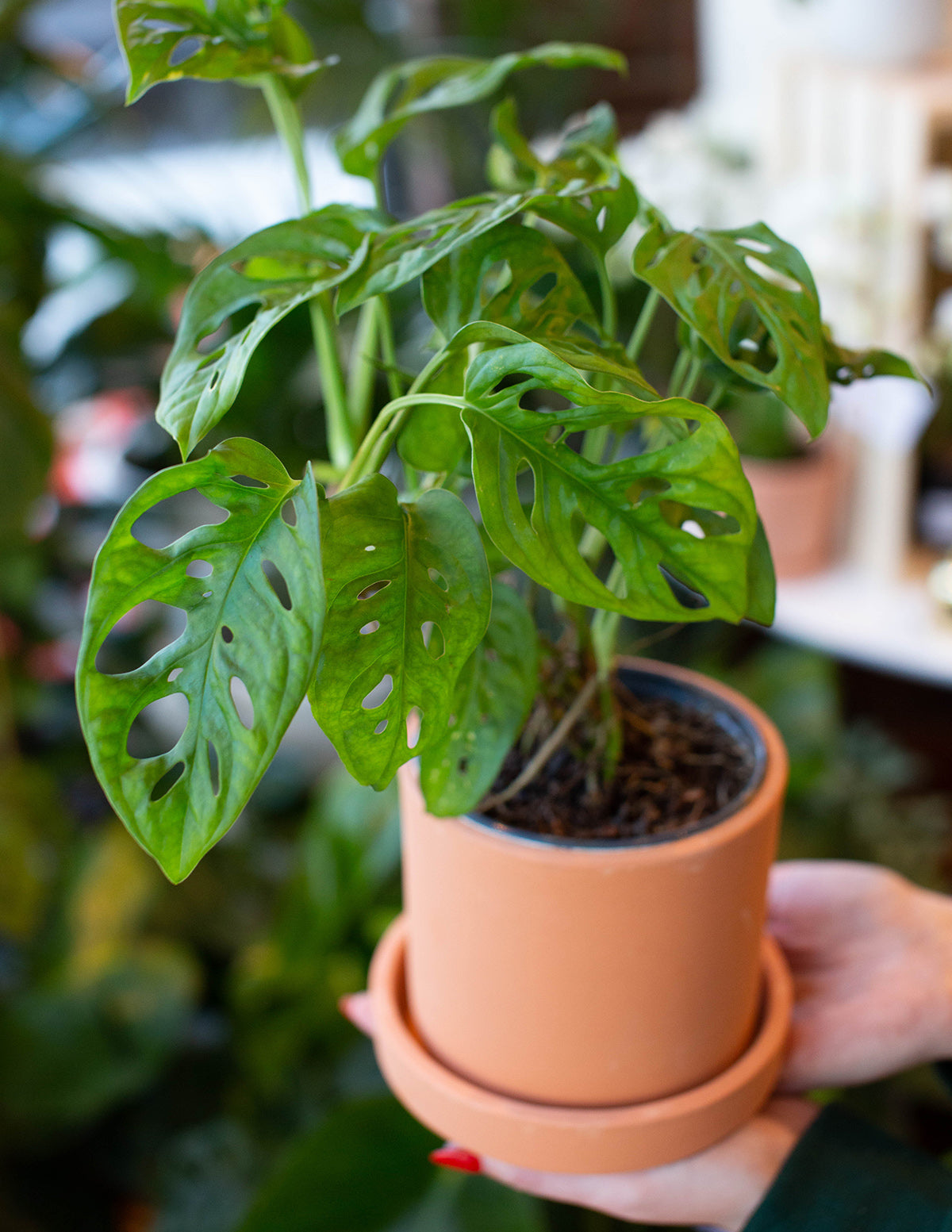 Monstera Adansonii