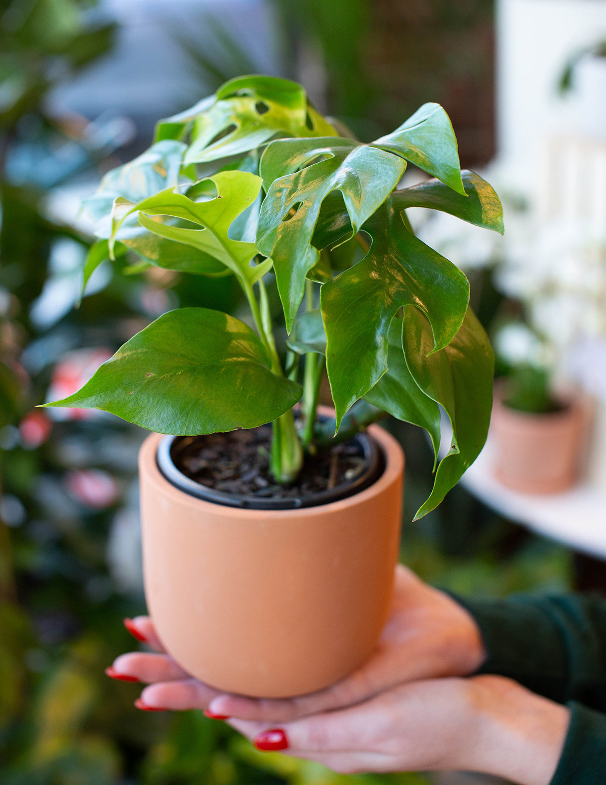 Rhaphidophora Monstera Ginny
