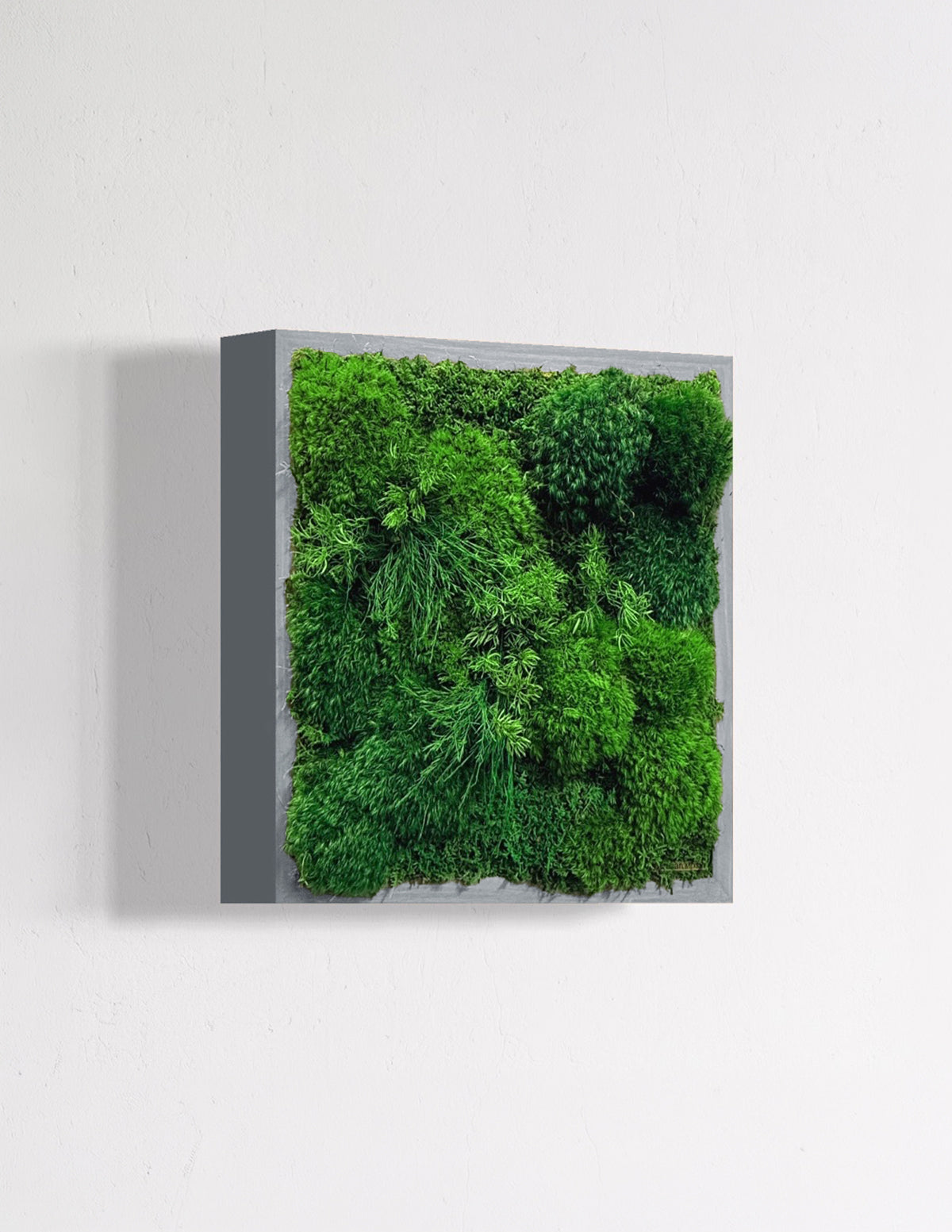 Small Preserved Living Wall