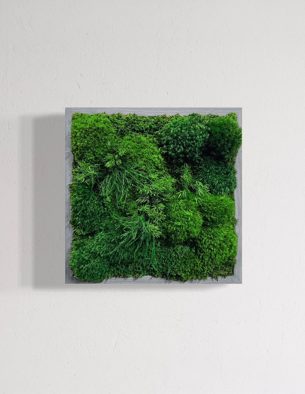 Small Preserved Living Wall