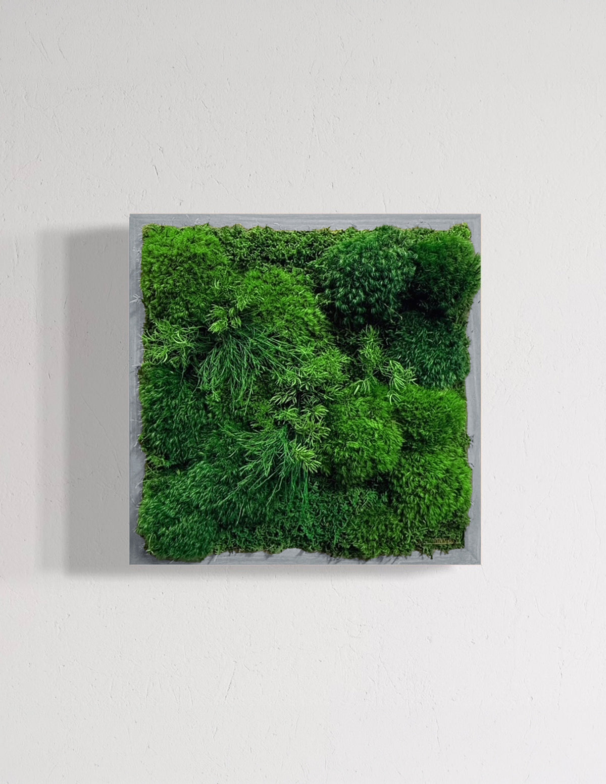 Small Preserved Living Wall