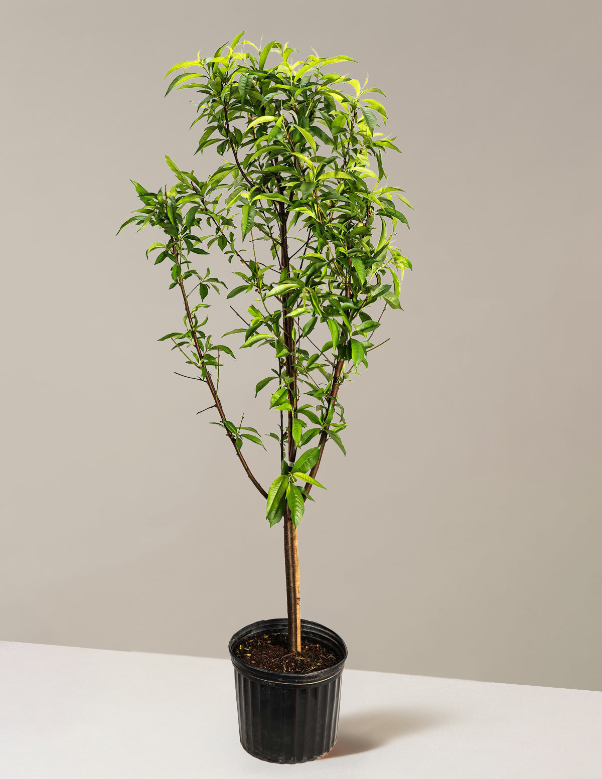 Multi-Fruit Peach Tree