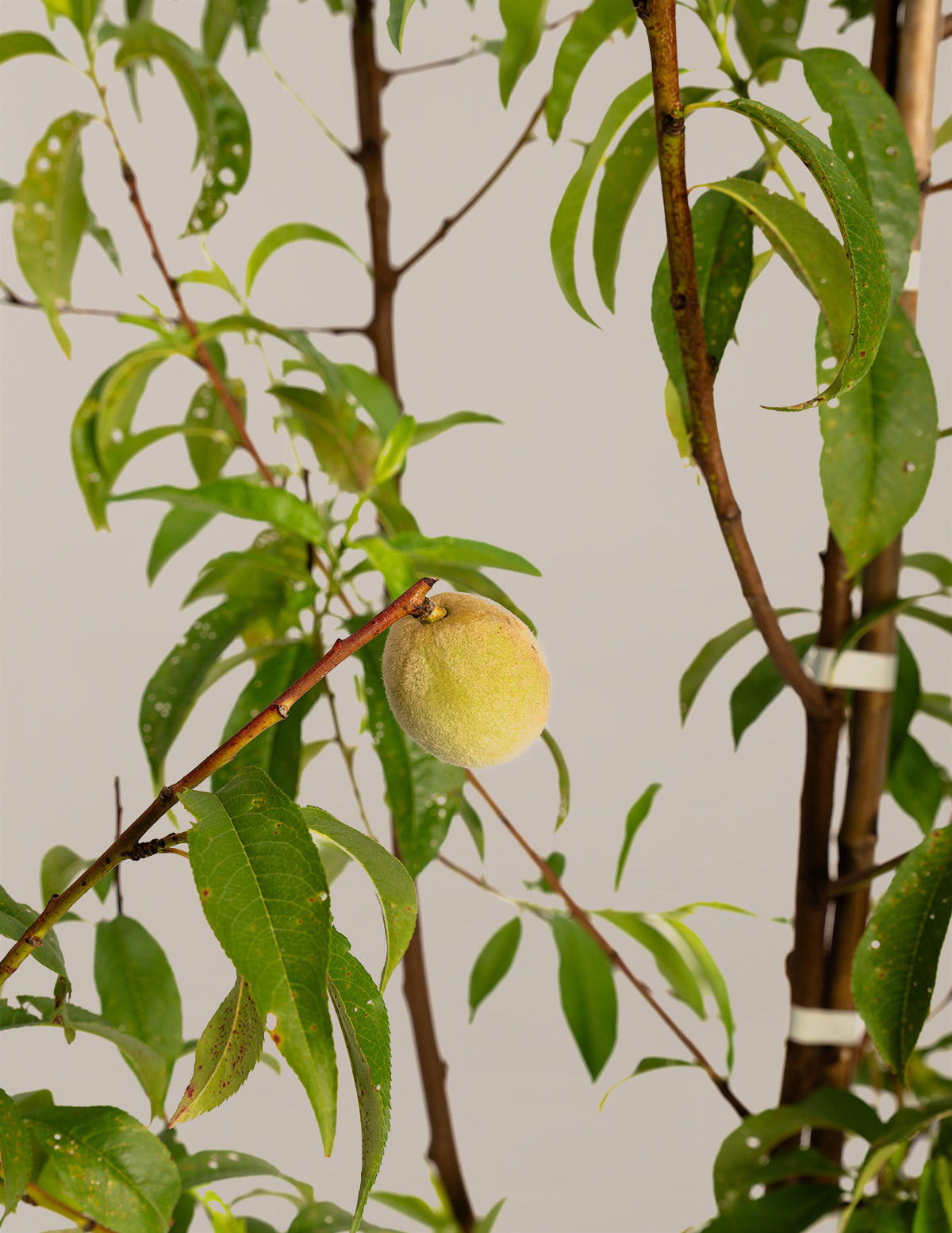 Multi-Fruit Peach Tree