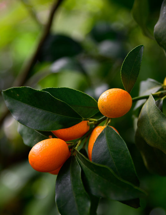 Nagami Kumquat Tree