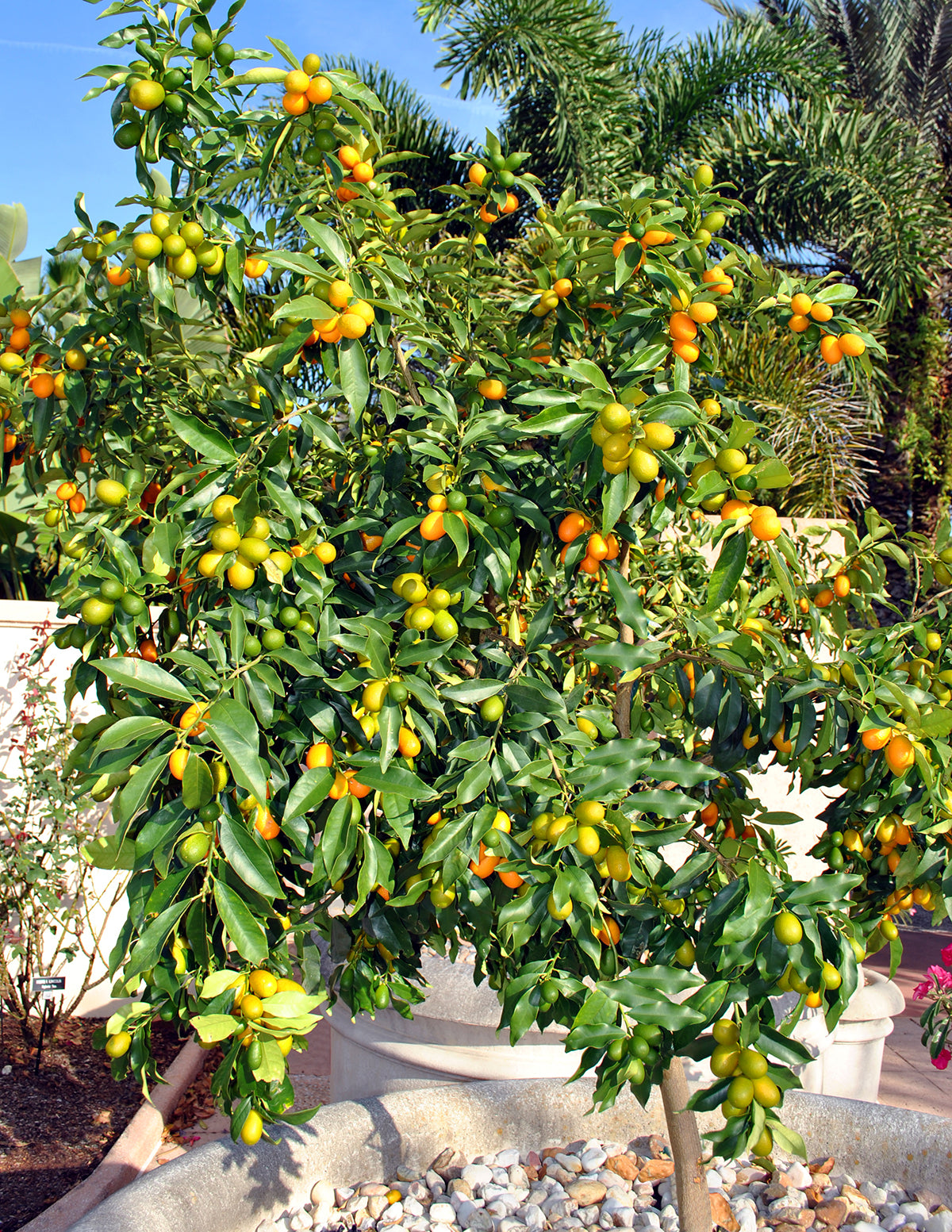 Nagami Kumquat Tree