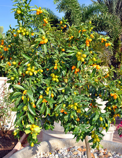 Nagami Kumquat Tree