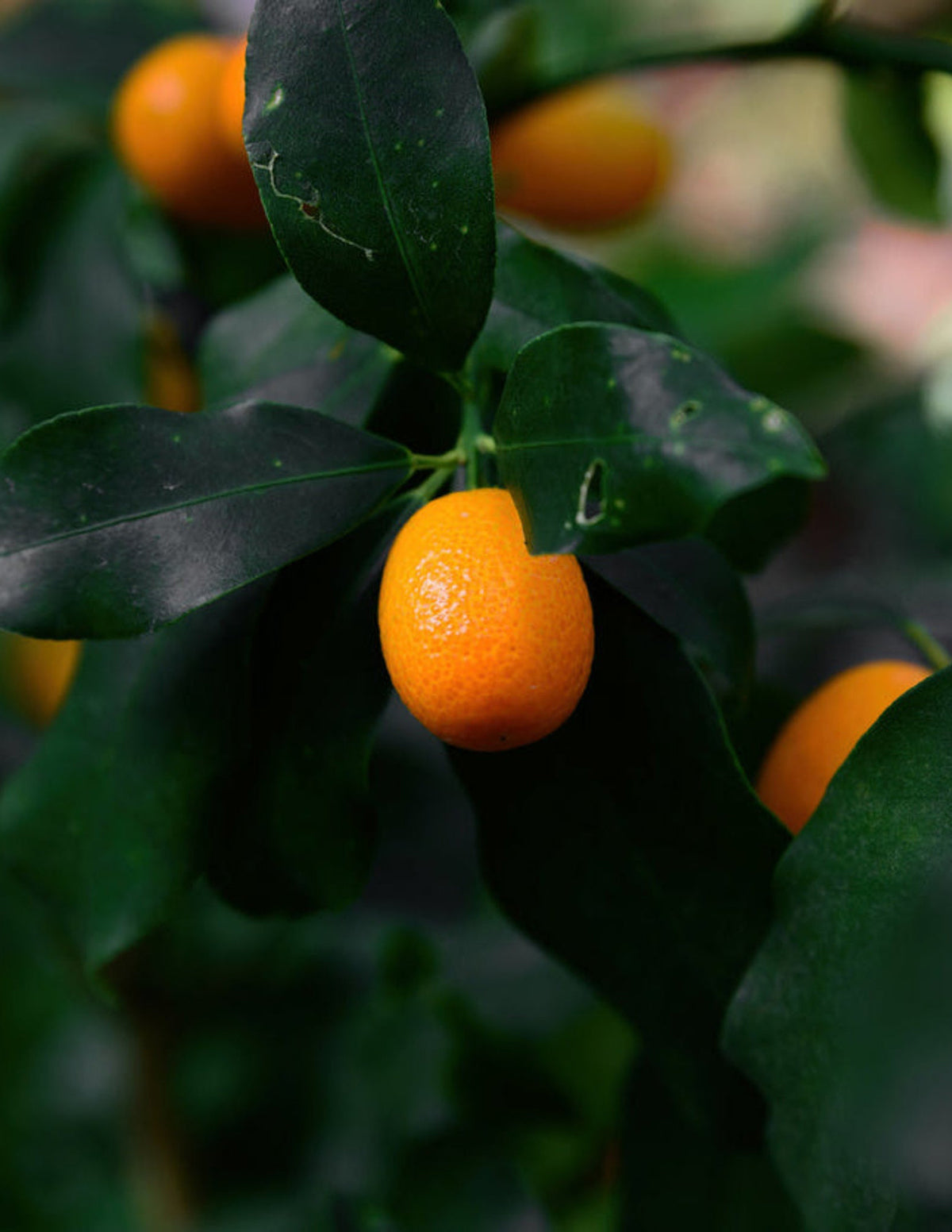 Nagami Kumquat Tree