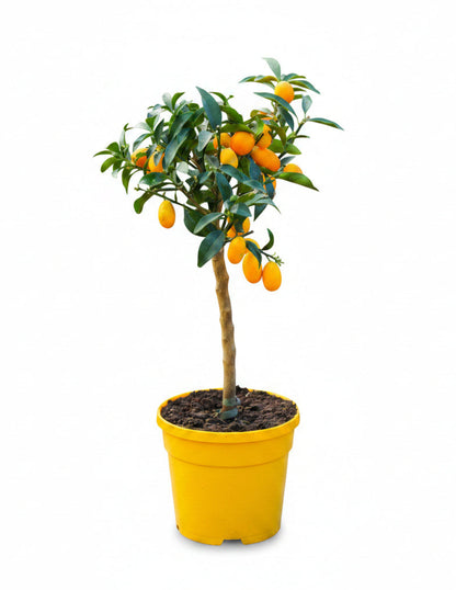 Nagami Kumquat Tree