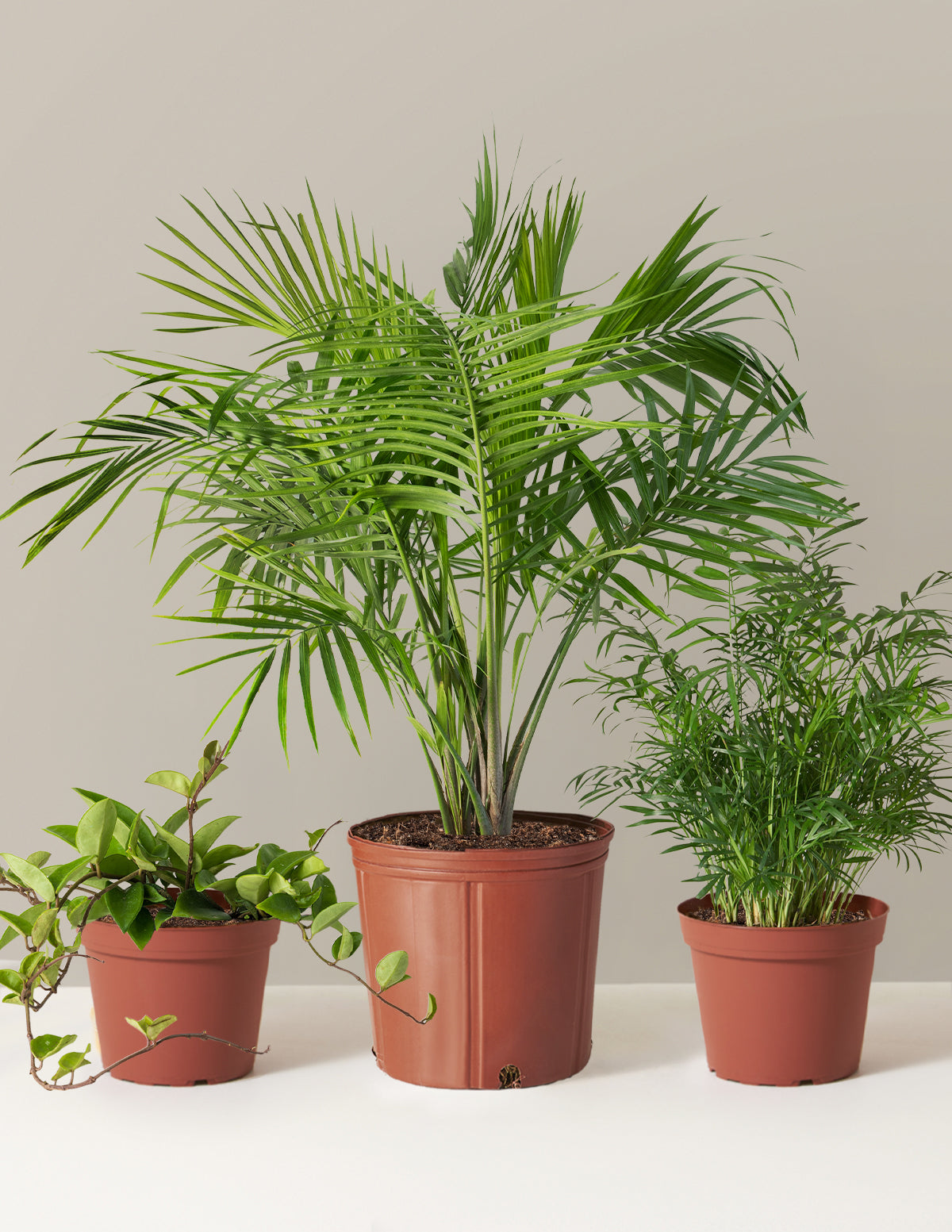 New Digs Pet Friendly Plant Trio