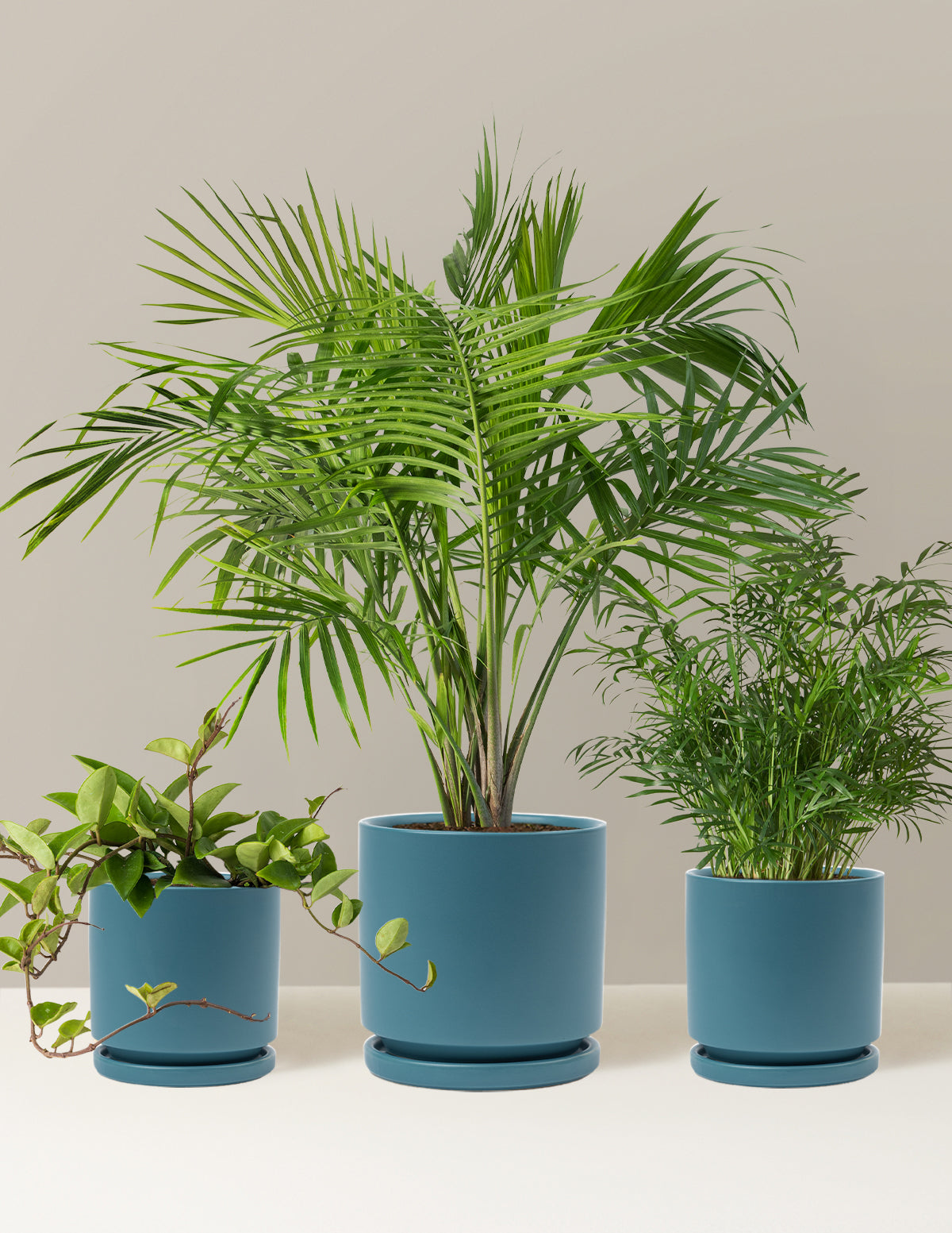 New Digs Pet Friendly Plant Trio
