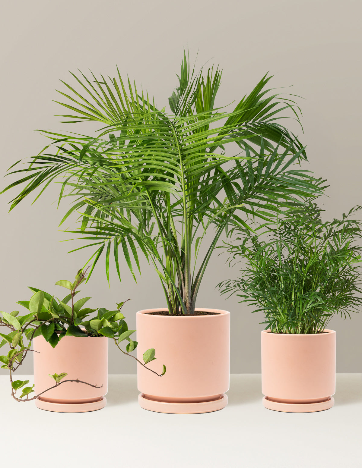 New Digs Pet Friendly Plant Trio