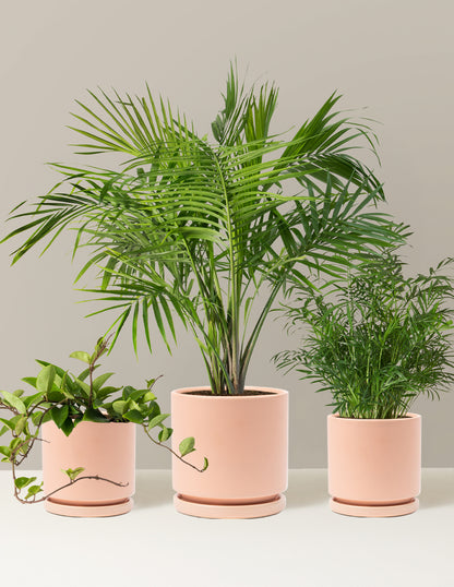 New Digs Pet Friendly Plant Trio
