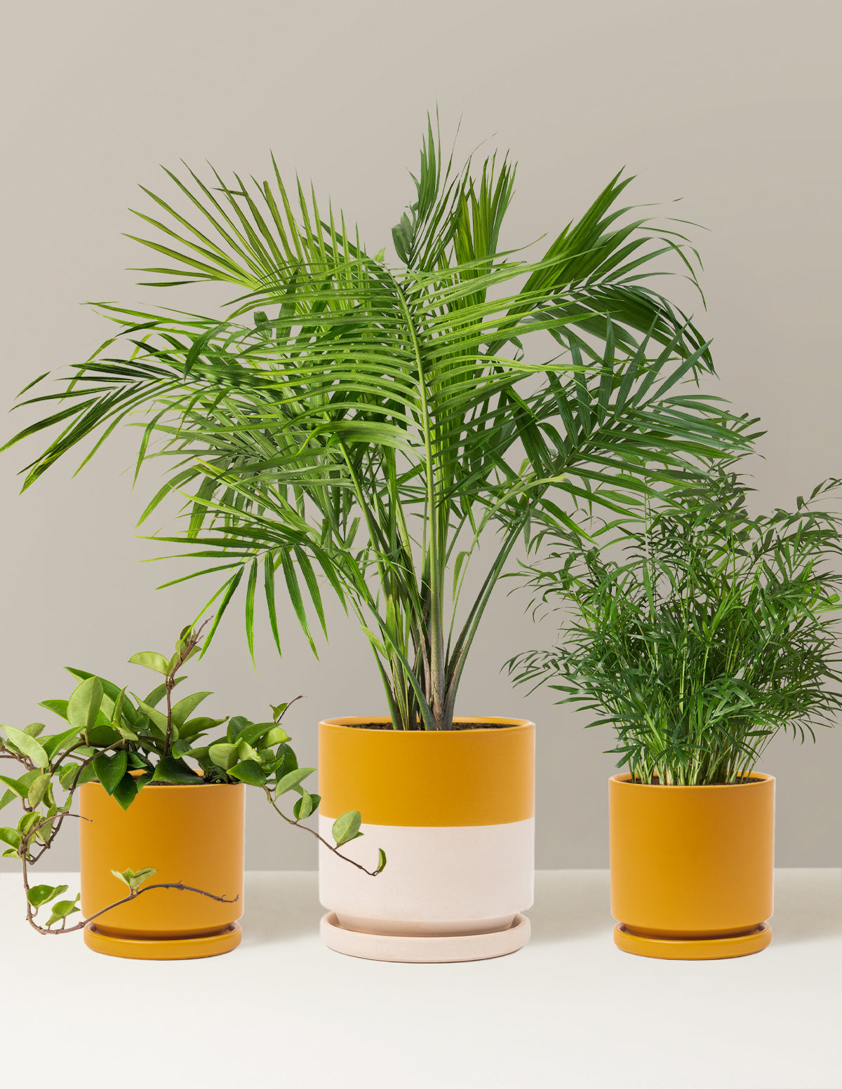 New Digs Pet Friendly Plant Trio