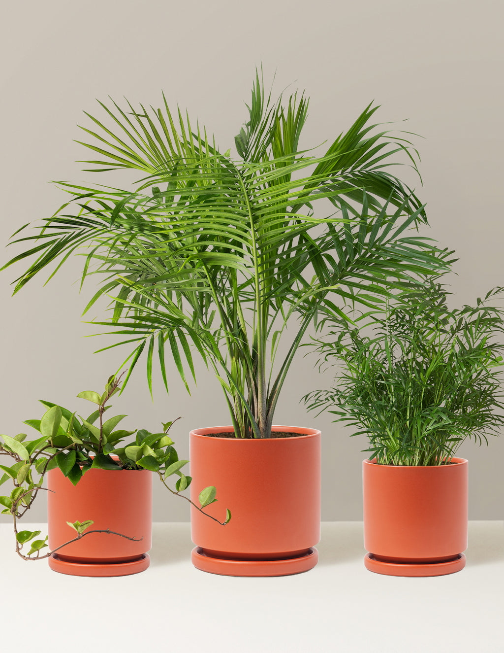 bundle | Medium/Large | Isabella | Rust