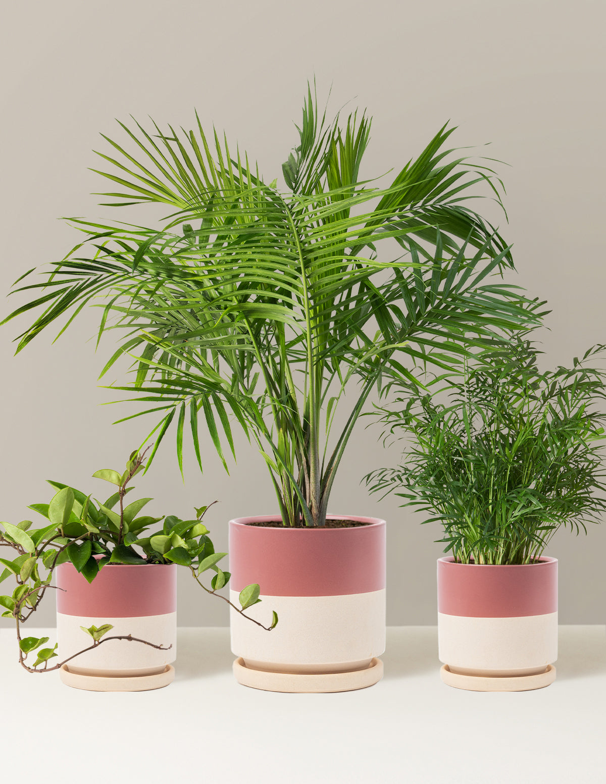 New Digs Pet Friendly Plant Trio
