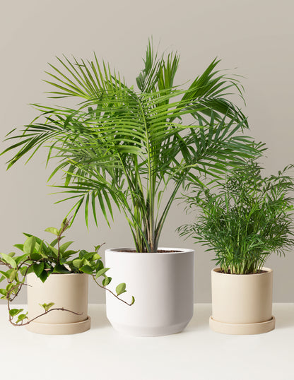 large dog safe house plants New Digs Pet Friendly Plant Trio with Planter - Medium/Large Black Planters