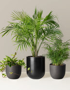 bundle | Medium/Large | Pallas/Grant | Black