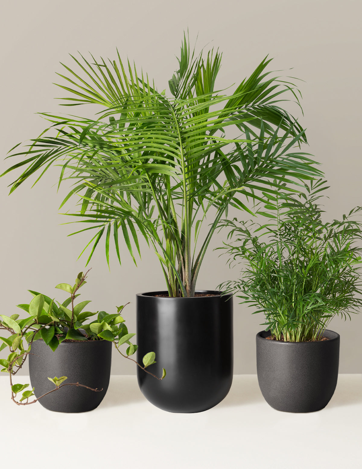 New Digs Pet Friendly Plant Trio