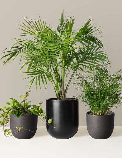 New Digs Pet Friendly Plant Trio