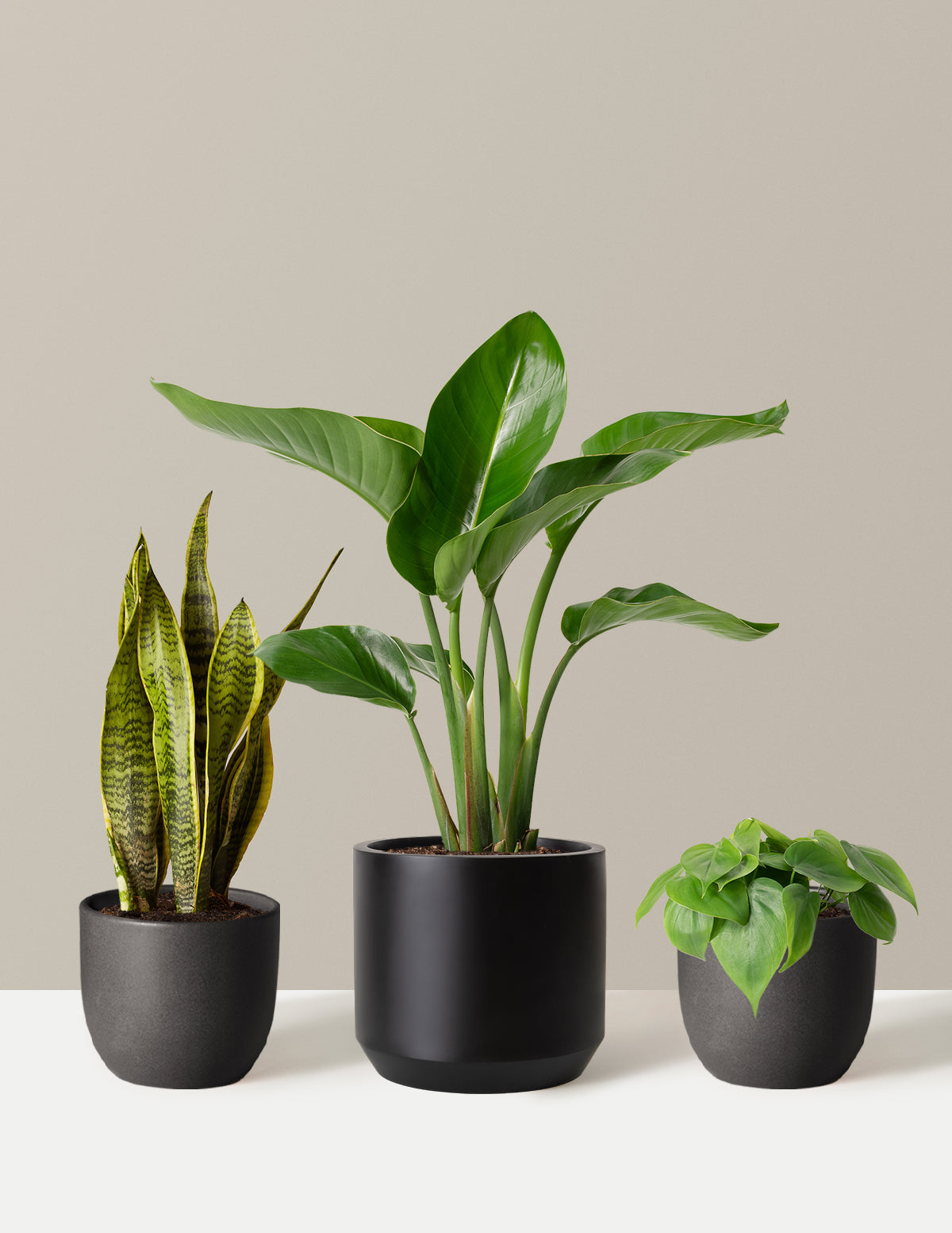 New Digs Plant Trio