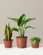 bundle | Medium/Large | Grow Pot