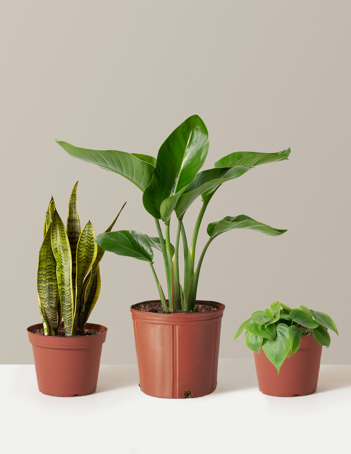bundle | Medium/Large | Grow Pot