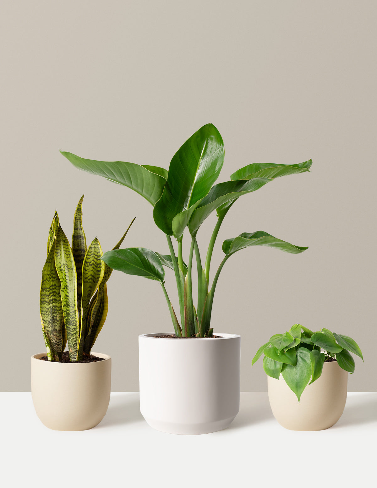 New Digs Plant Trio