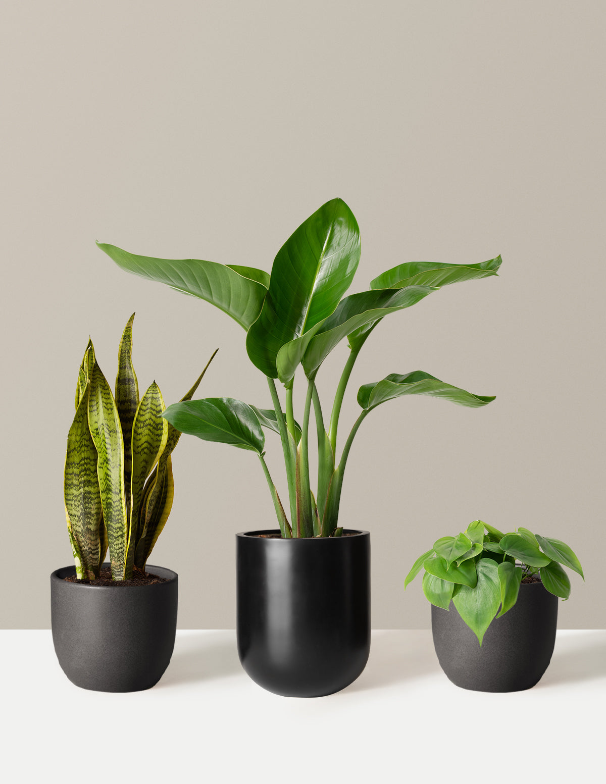 New Digs Plant Trio | Shop Indoor Houseplants & Gifts | The Sill