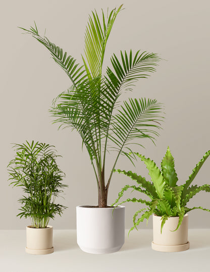 New Digs Pet Friendly Plant Trio