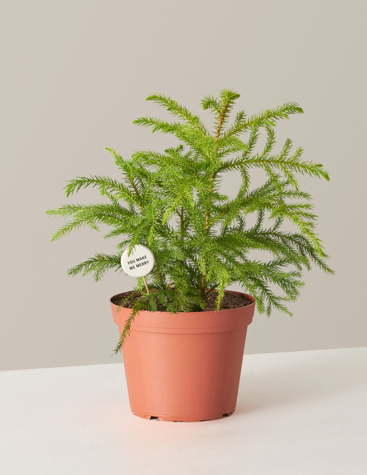Norfolk Island Pine Tree | Houseplants and Gifts for Delivery | The Sill