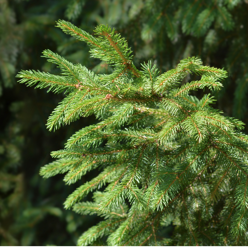 Norway Spruce