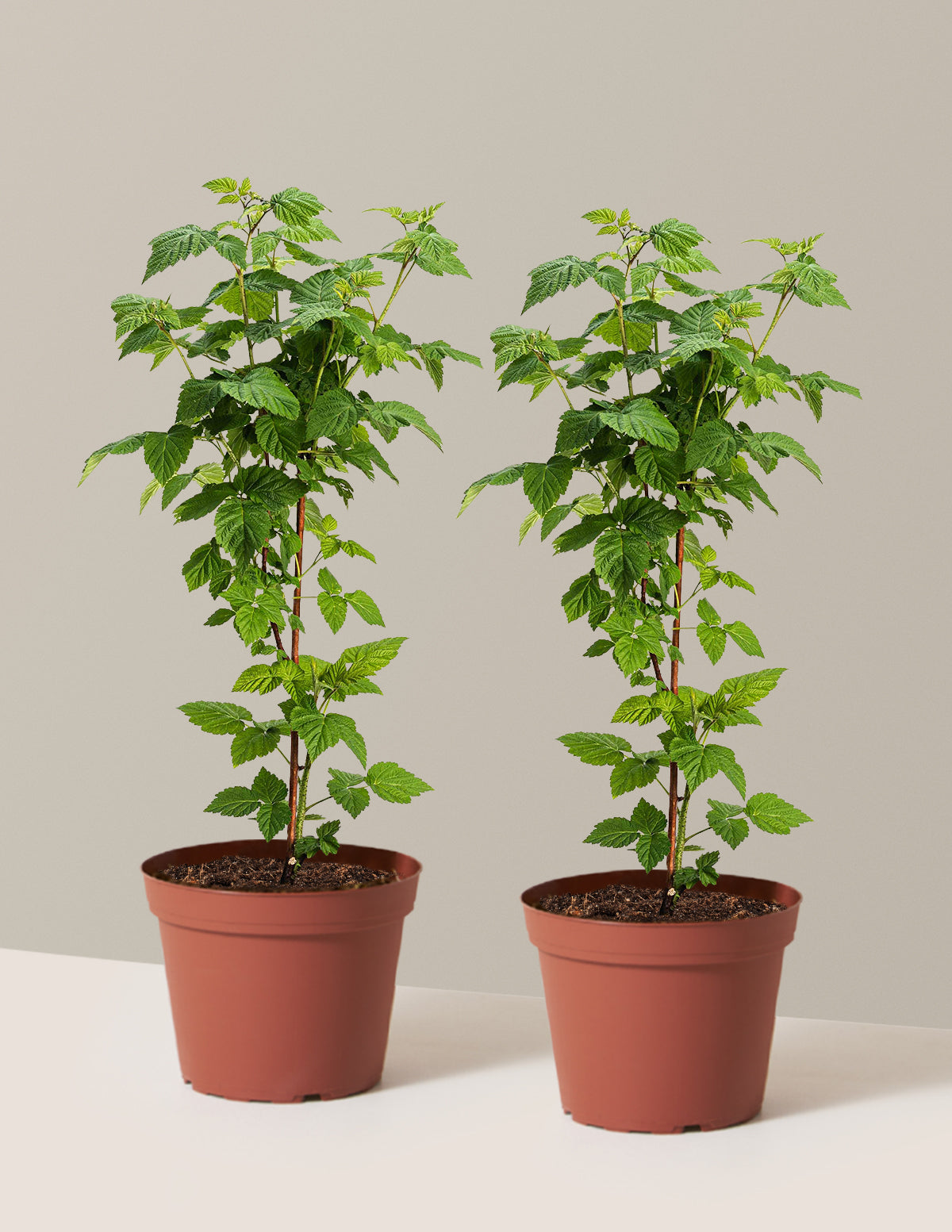 Nova Red Raspberry Plant