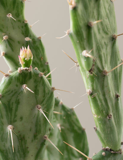 Variegated Prickly Pear Cactus ‘Joseph's Coat’