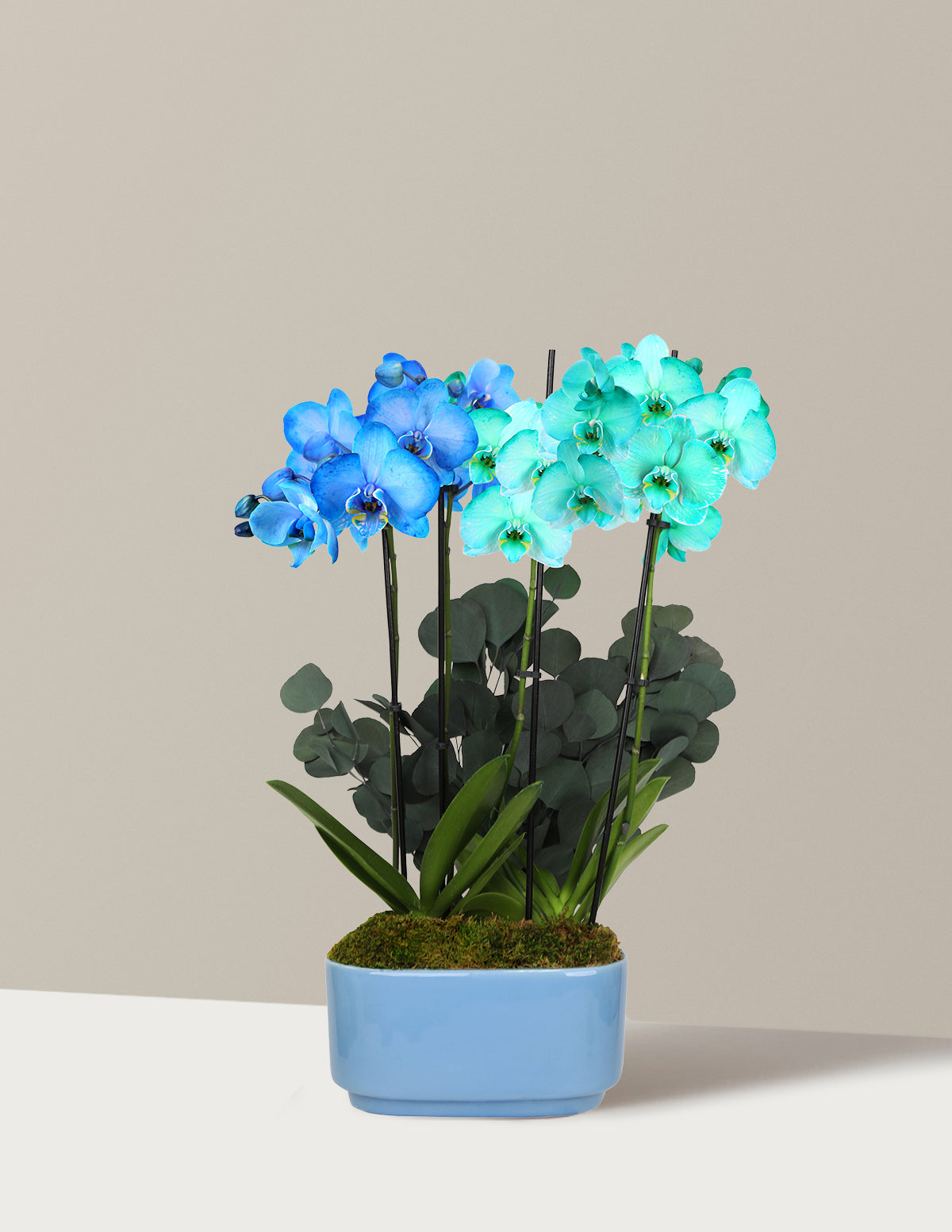bundle | Double with Green Eucalyptus | Sky Blue