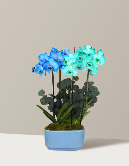 Large Double Bi-Color Orchid