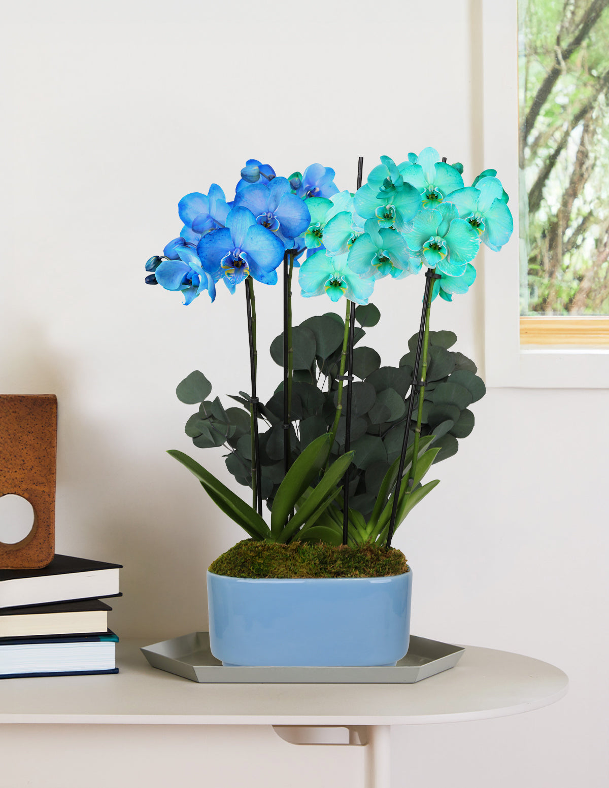 Large Double Bi-Color Orchid