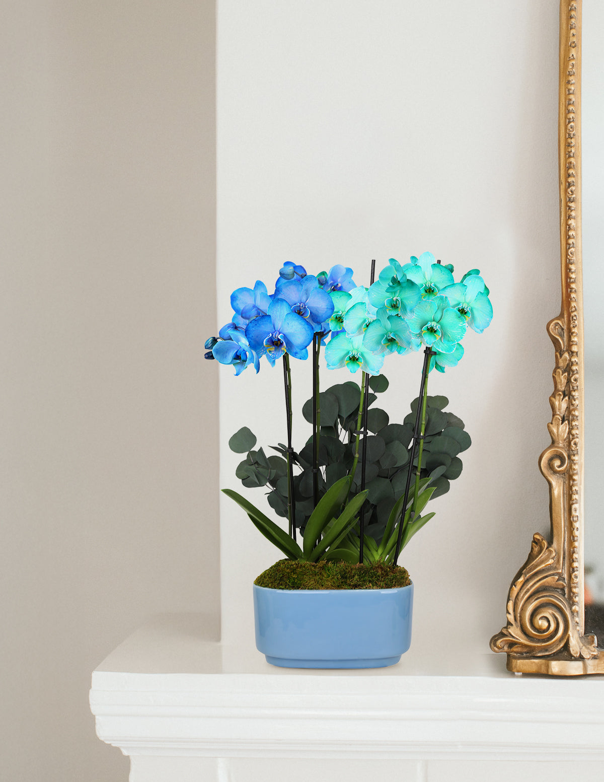 Large Double Bi-Color Orchid