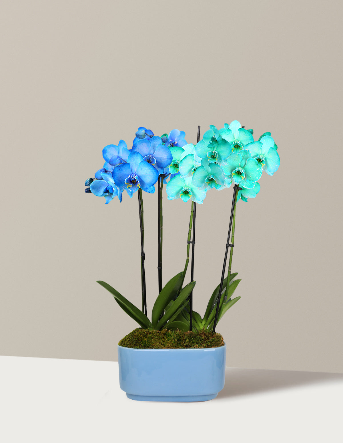 Large Double Bi-Color Orchid