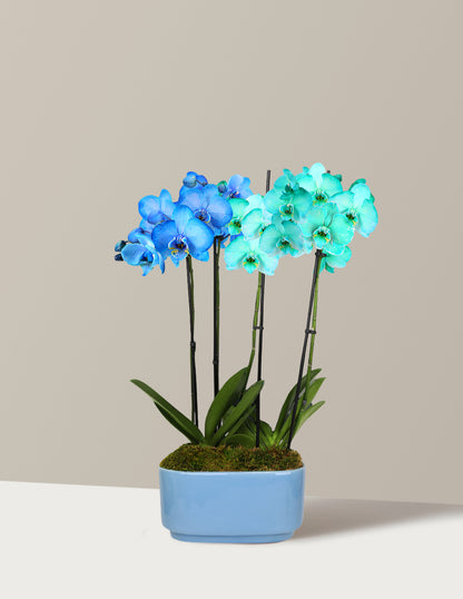 Large Double Bi-Color Orchid